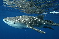 Whale Shark